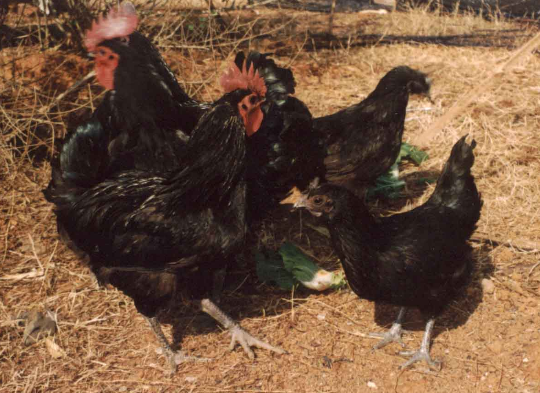 下第东归作‘xc sports’(图3) xc体育