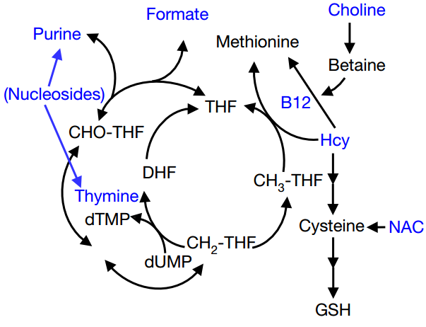 xc体育|30日西甲推荐:塞维利亚VS塞尔塔(图1) xc sports