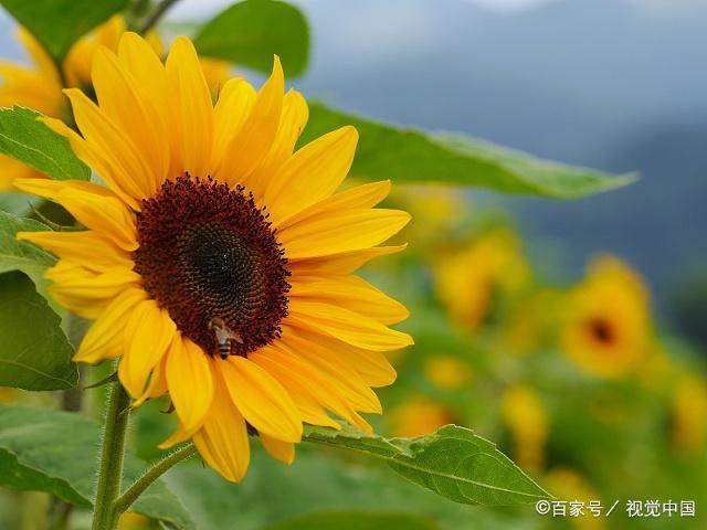 惜分阴‘xc sports’(图1) xc sports