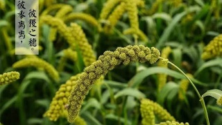 xc sports|送韦邕少府归钟山(图4) xc sports