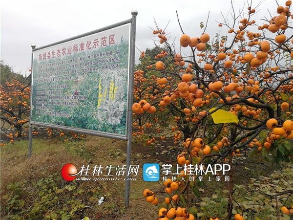 29日巴甲推荐:巴西国际VS帕尔梅:xc sports(图2) xc体育