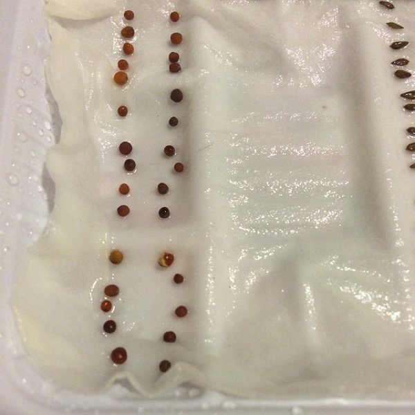 xc sports-如何准确对排卵期做判断(图2) xc体育