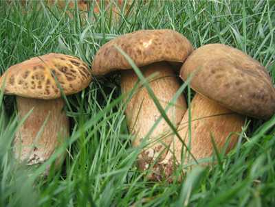 xc体育-河南府试十二月乐词。十月(图2) xc sports